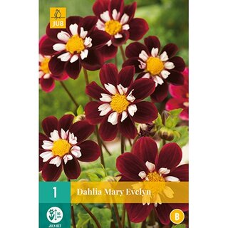 JUB Dahlia mary evelyn - 1 st.