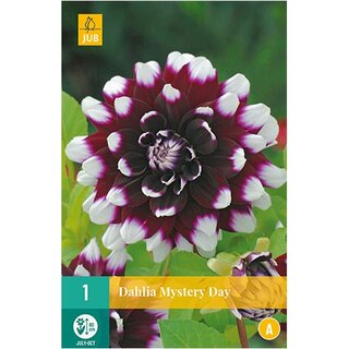 JUB Dahlia mystery day - 1 st.