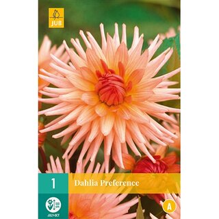 JUB Dahlia preference - 1 st.