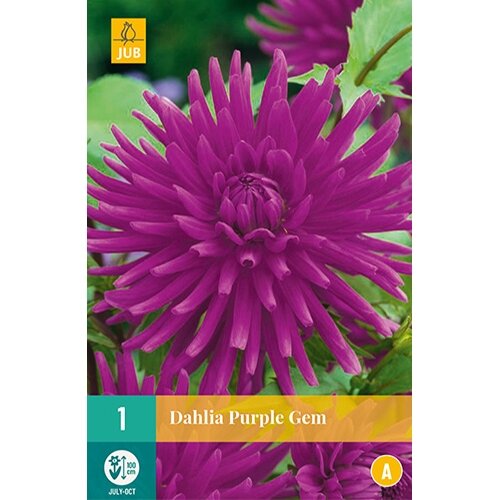 JUB Dahlia purple gem - 1 st.