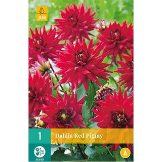JUB Dahlia red pigmy - 1 st.