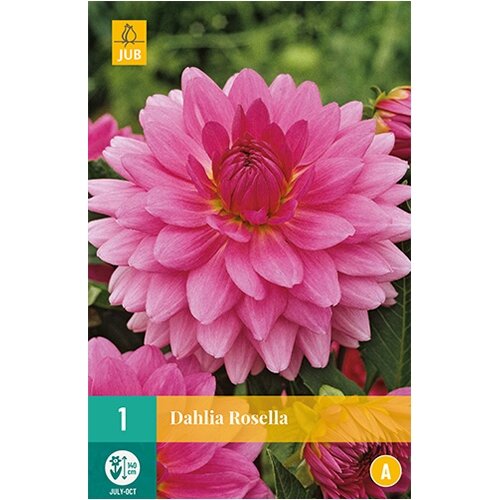 JUB Dahlia rosella - 1 st.