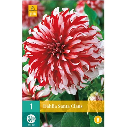 JUB Dahlia santa claus - 1 st.