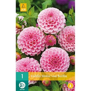 JUB Dahlia stolze von berlin - 1 st.