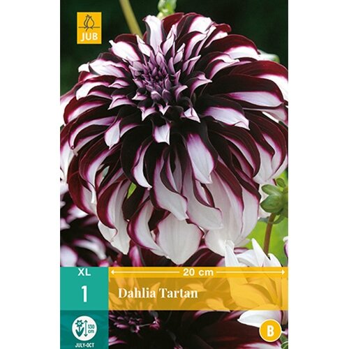JUB Dahlia tartan - 1 st.