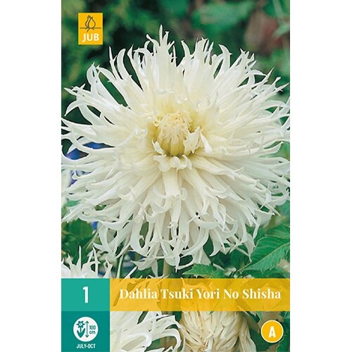 JUB Dahlia tsuki yori no shisha - 1 st.