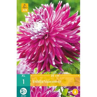 JUB Dahlia vancouver - 1 st.