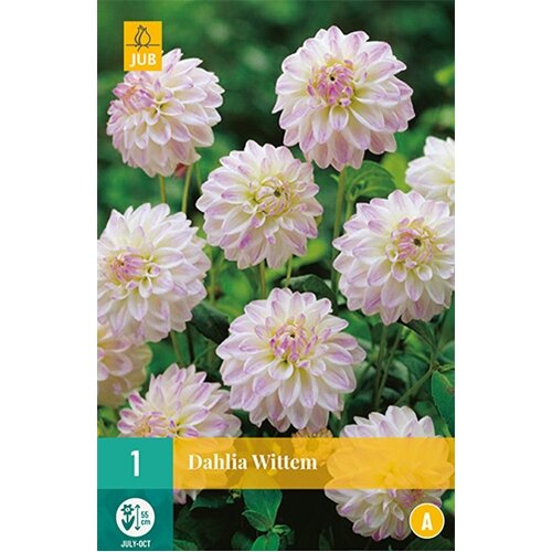 JUB Dahlia wittem - 1 st.