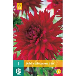 JUB Dahlia wittemans best - 1 st.
