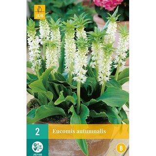 JUB Eucomis autumnalis - 2 st. | De Boet