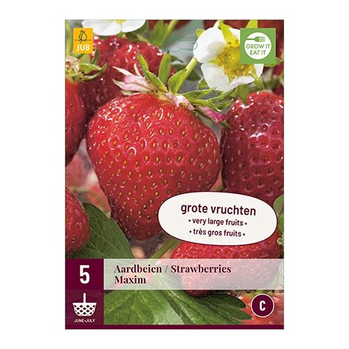 JUB Fragaria maxim - 5 st.