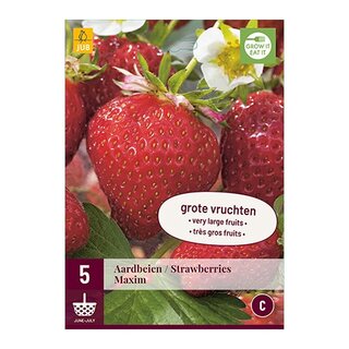 JUB Fragaria maxim - 5 st.