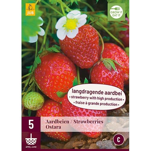 JUB Fragaria ostara - 5 st.