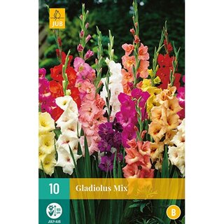 JUB Gladiolus mix - 10 st. | De Boet