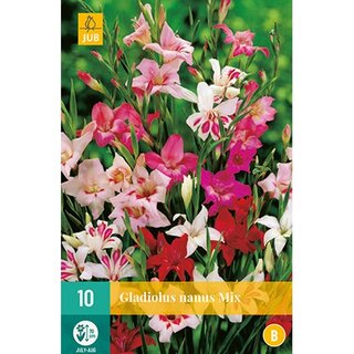 JUB Gladiolus nanus mix - 10 st. | De Boet