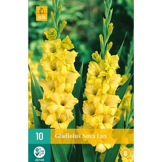 JUB Gladiolus nova lux - 10 st. | De Boet