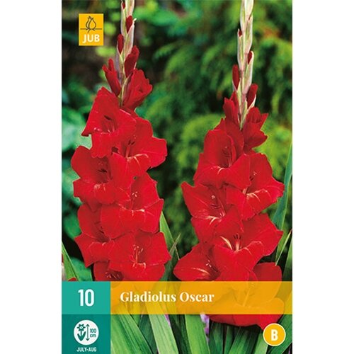 JUB Gladiolus oscar - 10 st.