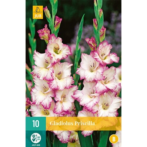 JUB Gladiolus priscilla - 10 st.