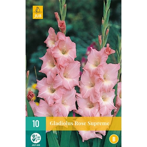 JUB Gladiolus rose supreme - 10 st.