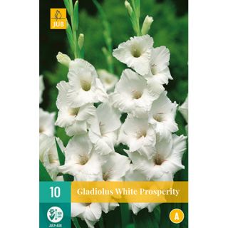 JUB Gladiolus white prosperity - 10 st.