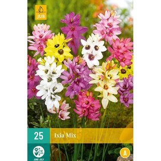 JUB Ixia mix - 25 st. | De Boet