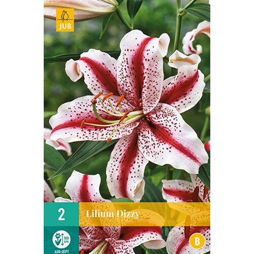 JUB Lilium dizzy - 2 st.