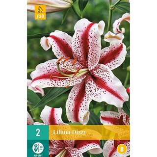 JUB Lilium dizzy - 2 st.