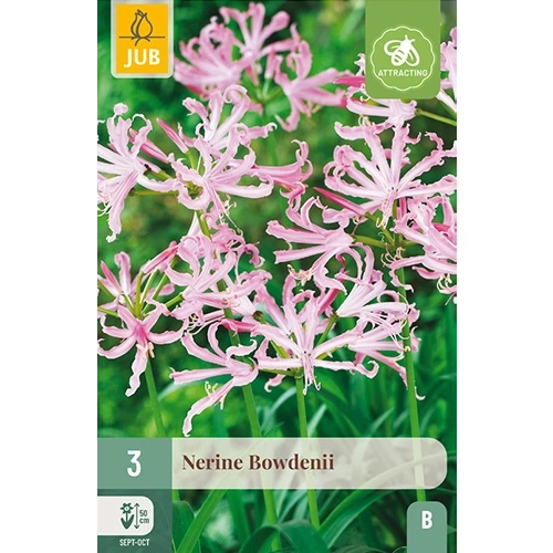 JUB Nerine bowdenii - 3 st.