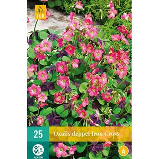 JUB Oxalis deppei iron cross - 25 st. | De Boet