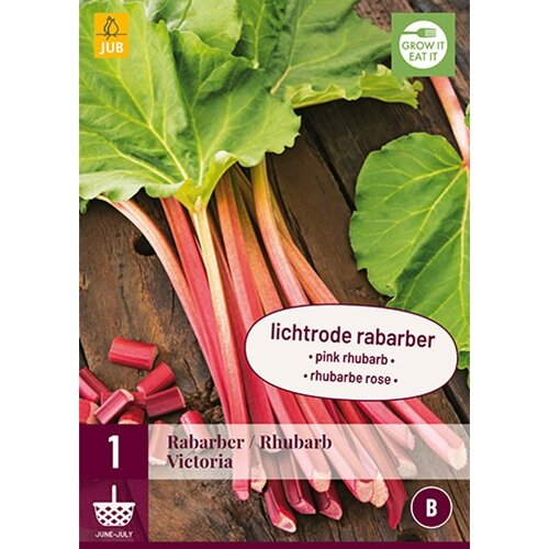 JUB Rheum/rabarber victoria - 1 st.