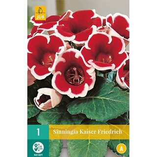 JUB Sinningia kaiser friedrich - 1 st.