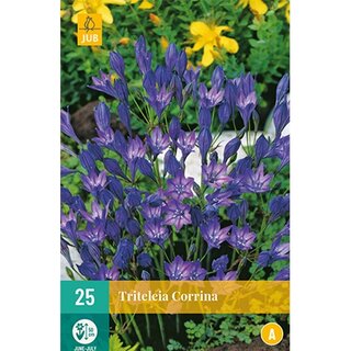 JUB Triteleia corrina - 25 st.