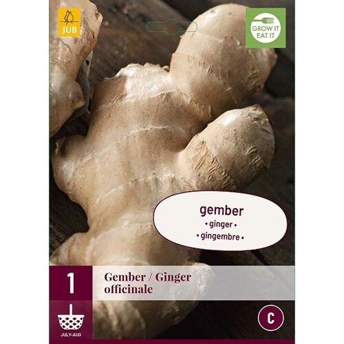 JUB Zingiber officinale - 1 st.