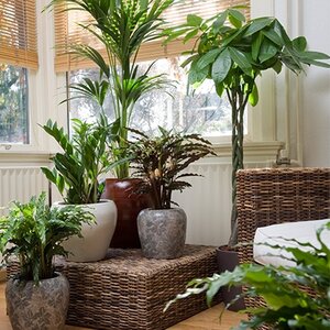 Kamerplanten