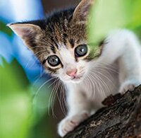 Katten