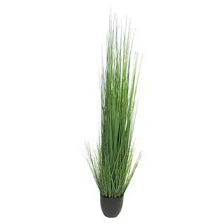 King festuca green in pot 150 cm