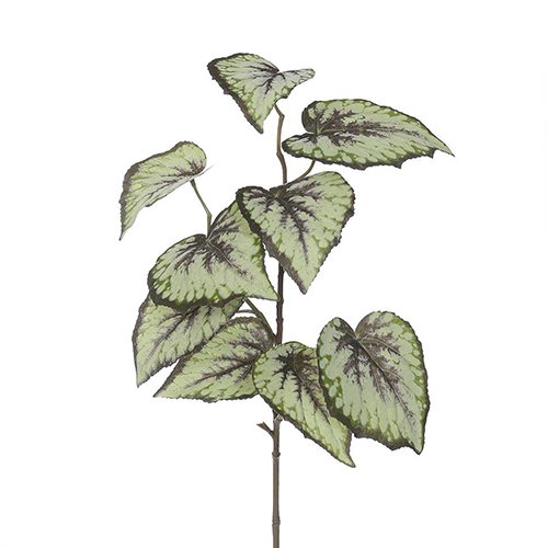 Motivatie ze Geld rubber Kunst Begonia blad tak - Groen | Tuincentrum De Boet