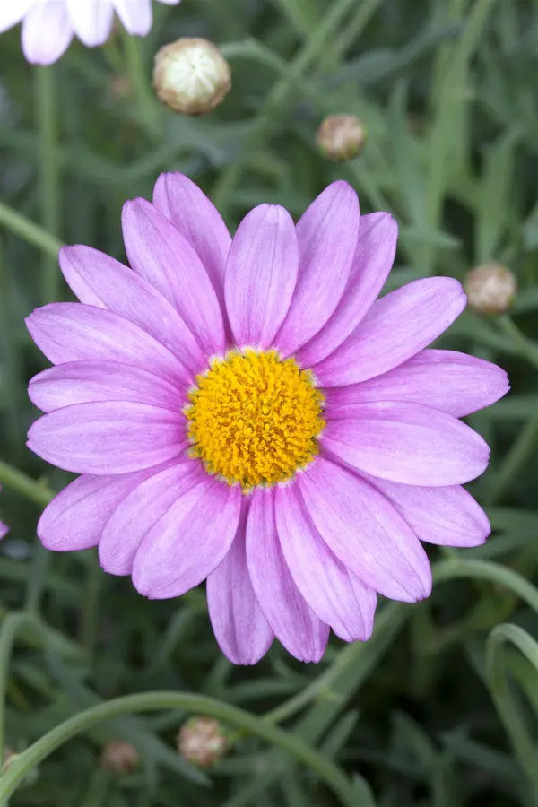 Kunstbloem Chrysant Steel Oranje - 71 cm - afbeelding 3