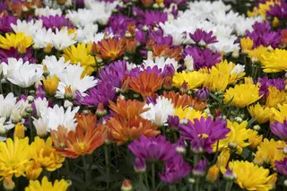Kunstbloem Chrysant Steel Oranje - 71 cm - afbeelding 5