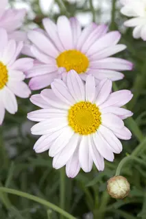 Kunstbloem Chrysant Steel Zalm - 71 cm - afbeelding 2
