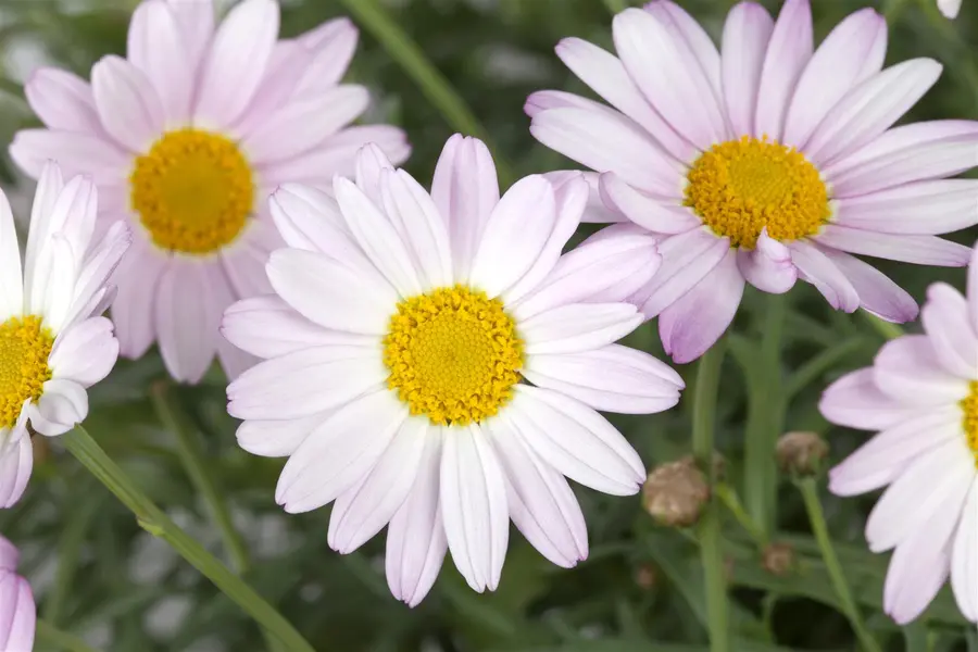 Kunstbloem Chrysant Steel Zalm - 71 cm - afbeelding 4