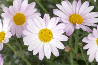Kunstbloem Chrysant Steel Zalm - 71 cm - afbeelding 4