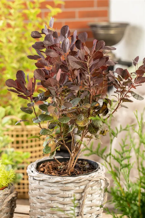Kunstbloem Cotinus Mauve - 107 cm - afbeelding 3