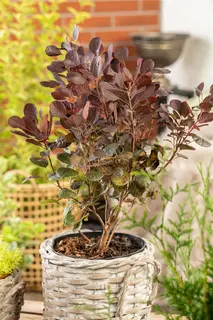 Kunstbloem Cotinus Mauve - 107 cm - afbeelding 3