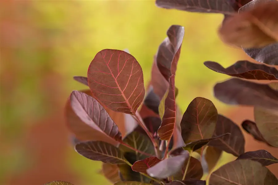 Kunstbloem Cotinus Mauve - 107 cm - afbeelding 2