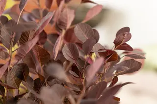 Kunstbloem Cotinus Mauve - 107 cm - afbeelding 4