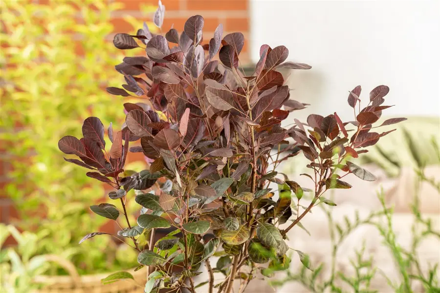 Kunstbloem Cotinus Mauve - 107 cm - afbeelding 5