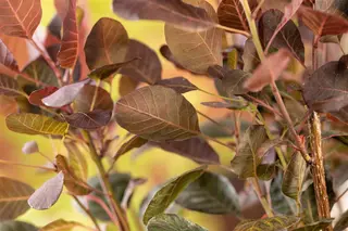 Kunstbloem Cotinus Mauve - 107 cm - afbeelding 6