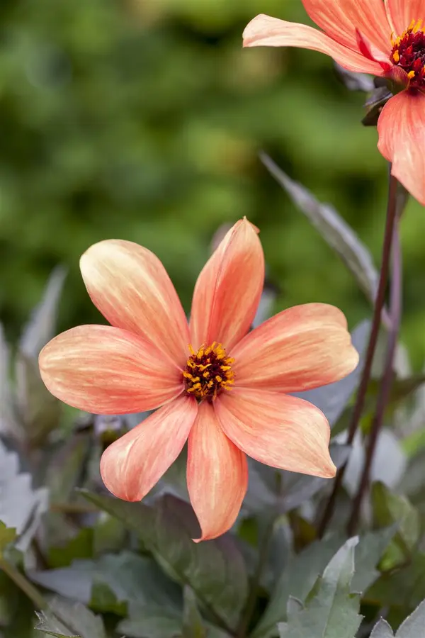 Kunstbloem Dahlia Mauve - 65 cm - afbeelding 2
