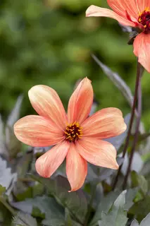 Kunstbloem Dahlia Mauve - 65 cm - afbeelding 2